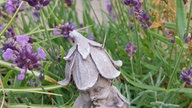 Lavendel 