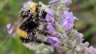 Lavendel 