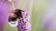 Lavendel 