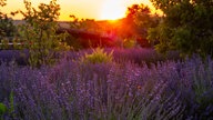 Lavendel 