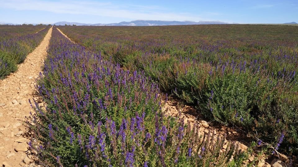 Lavendel 