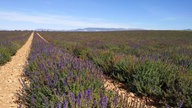 Lavendel 