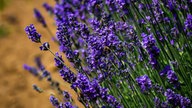 Lavendel 