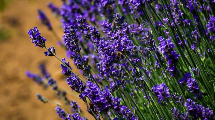 Lavendel 