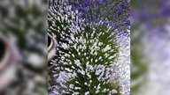 Lavendel 
