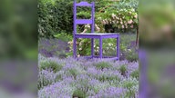 Lavendel 