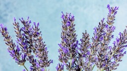 Lavendel 