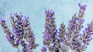 Lavendel 