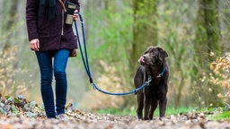 Leinenpflicht für Hunde