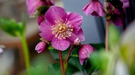 Lenzrose