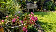 Gartenfoto mit Rasen und Pflanzen und einer Bank