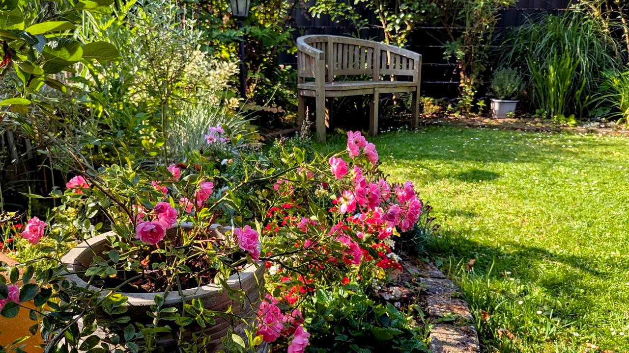 Gartenfoto mit Rasen und Pflanzen und einer Bank