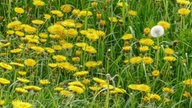 Löwenzahn