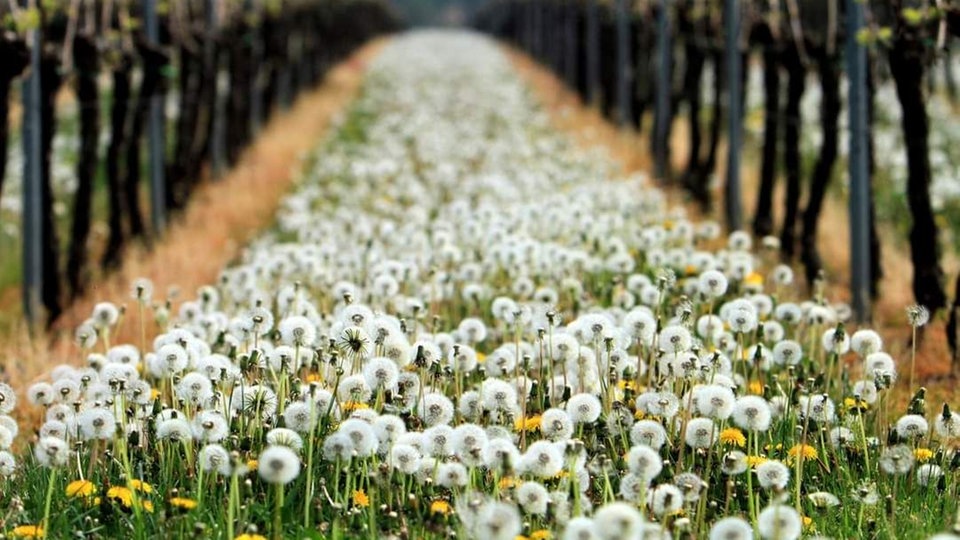 Ein Teppich aus Pusteblumen und Löwenzahnblüten