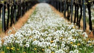 Ein Teppich aus Pusteblumen und Löwenzahnblüten