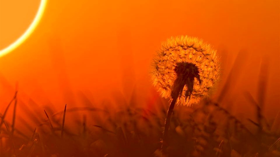 Eine Pusteblume im orangefarbenen Licht eines Sonnenuntergangs