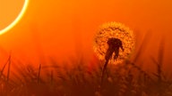Eine Pusteblume im orangefarbenen Licht eines Sonnenuntergangs