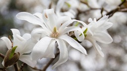 Sternmagnolie