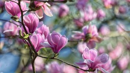Magnolien