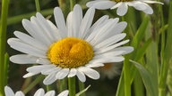 Ihre schönsten Margeritenfotos 