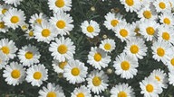 Ihre schönsten Margeritenfotos 