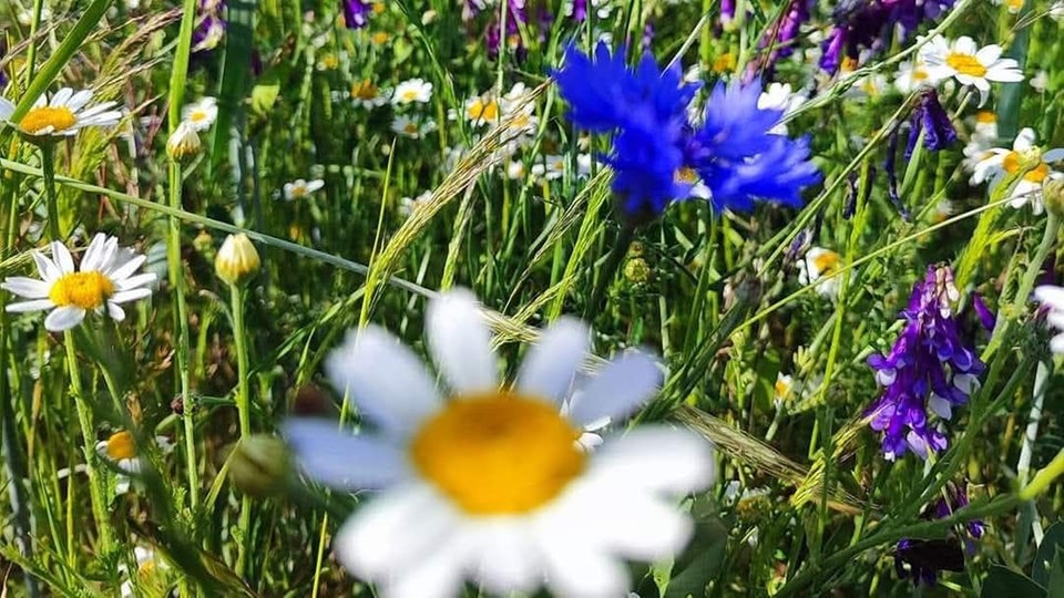 Ihre schönsten Margeritenfotos 