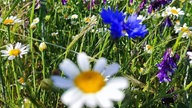 Ihre schönsten Margeritenfotos 