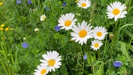Ihre schönsten Margeritenfotos 