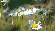 Ihre schönsten Margeritenfotos 