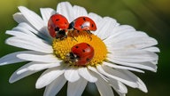Ihre schönsten Margeritenfotos 
