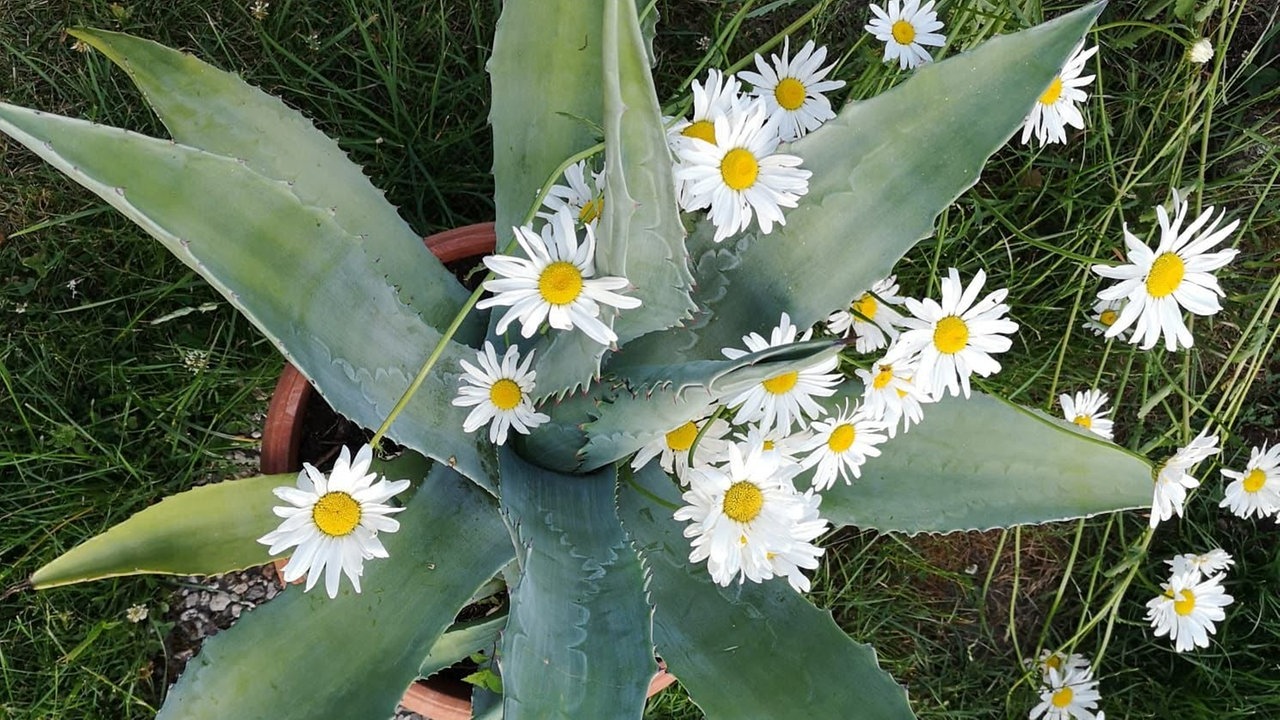 Ihre schönsten Margeritenfotos 