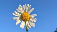 Ihre schönsten Margeritenfotos 