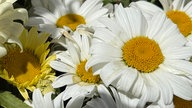 Ihre schönsten Margeritenfotos 