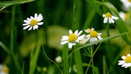 Ihre schönsten Margeritenfotos 