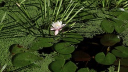 Eine Seerose im Teich