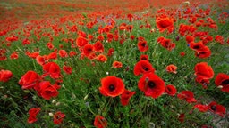 Mohnblüten