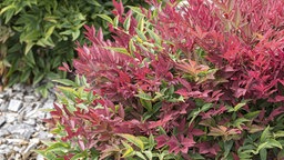 Nandina