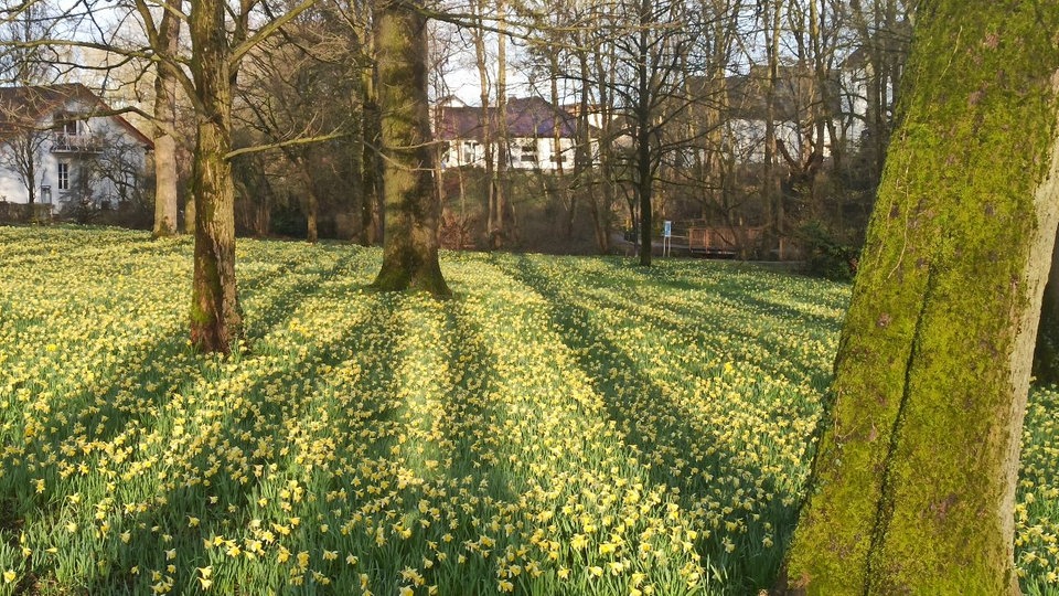 Narzissen