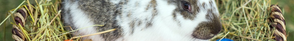 Osterhase