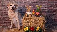 Osterdeko – Ihre schönsten Fotos