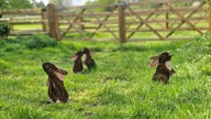 Mehrere Osterhasen aus Holz stehen auf einer grünen Wiese.