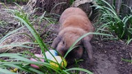 Schönsten Osterhasen-Fotos