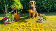 Schönsten Osterhasen-Fotos