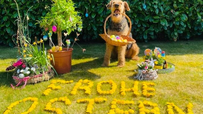 Schönsten Osterhasen-Fotos
