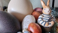 Schönsten Ostehasen-Fotos