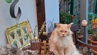 Schönsten Osterhasen-Fotos