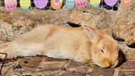 Schönsten Osterhasen-Fotos 