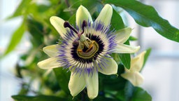 Passionsblume 