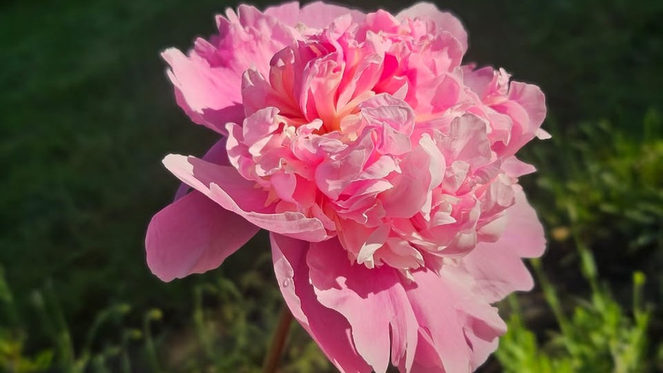 Pfingtsrosen