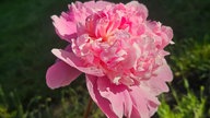 Pfingtsrosen